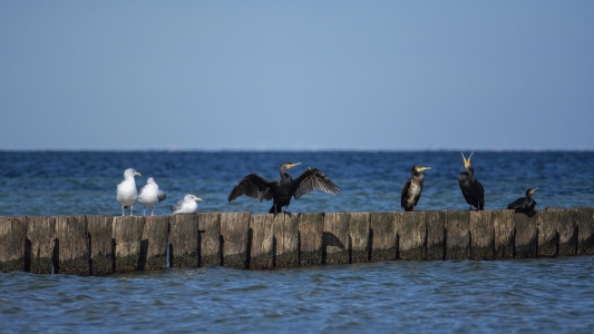 Bild-Nr: 12856567 Seevögel auf Wellenbrecher Erstellt von: Claudia Evans