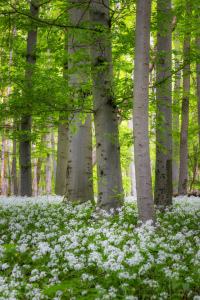 Bild-Nr: 12857906 Buchen im Bärlauchteppich Erstellt von: Daniela Beyer
