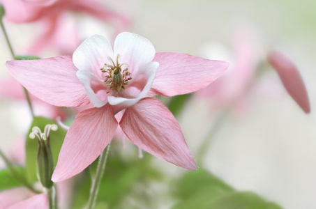 Bild-Nr: 12862799 Akelei Erstellt von: Atteloi