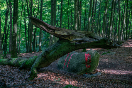 Bild-Nr: 12865009 Lindwurm vor Opferstein auf Rügen Erstellt von: volker heide