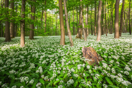Bild-Nr: 12867827 Sonne im Bärlauchwald Erstellt von: Daniela Beyer