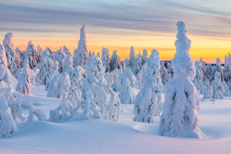 Bild-Nr: 12868258 verschneite Bäume zum Sonnenaufgang Erstellt von: Daniela Beyer