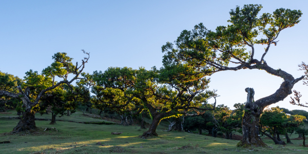 Bild-Nr: 12873782 Lorbeerwald Erstellt von: Bettina Schnittert