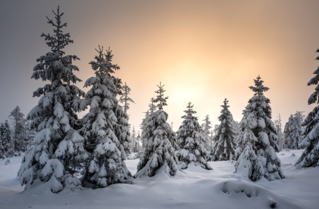 Bild-Nr: 12874287 Kleine Fichten im Schnee  Erstellt von: Steffen Henze