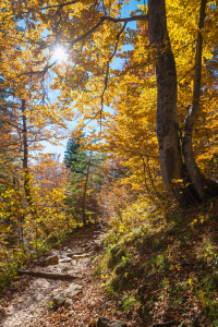 Bild-Nr: 12874751 Herbstlicher Bergweg Erstellt von: SusaZoom