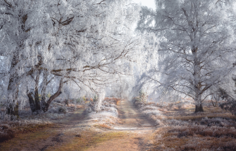 Bild-Nr: 12875195 Frost in der Lüneburger Heide  Erstellt von: Steffen Henze