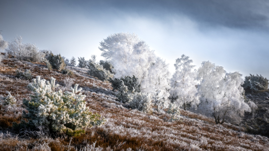 Bild-Nr: 12875268 Frostiger Wilseder Berg  Erstellt von: Steffen Henze