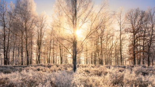 Bild-Nr: 12875564 Sonnenlicht  Erstellt von: Steffen Henze
