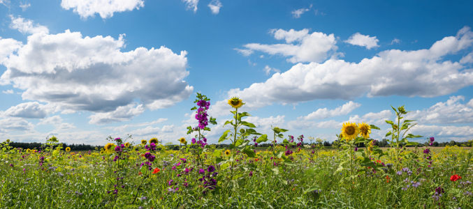 Bild-Nr: 12876724 Blumenwiese mit Malven und Sonnenblumen Erstellt von: SusaZoom