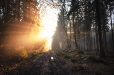 Bild-Nr: 12877210 Sonnenweg Erstellt von: Nordbilder