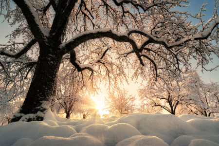 Bild-Nr: 12877489 Baum im wunderschönen Schnee auf einem Feld Erstellt von: Smileus