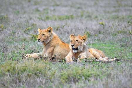 Bild-Nr: 12877492 Geschwister Erstellt von: GUGIGEI