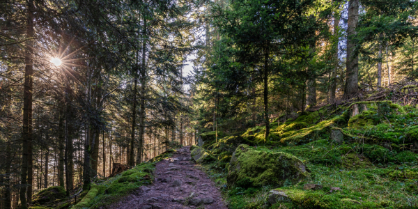 Bild-Nr: 12877512 Wanderweg in Bad Wildbad im Schwarzwald Erstellt von: dieterich
