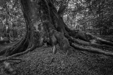 Bild-Nr: 12877586 Stamm einer alten Buche Erstellt von: volker heide