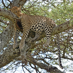 Bild-Nr: 12877595 Leo Erstellt von: GUGIGEI