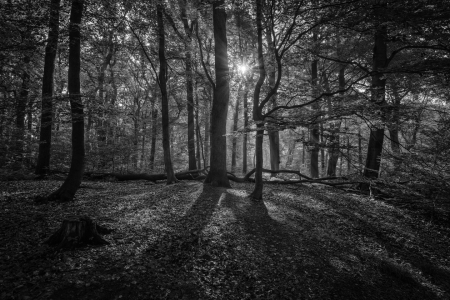 Bild-Nr: 12877697 Frühling in einem Buchenwald im Ruhrgebiet Erstellt von: volker heide