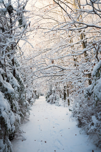 Bild-Nr: 12877836 Weg im verschneiten Winterwald Erstellt von: SusaZoom