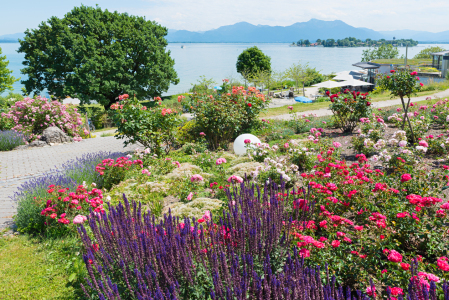 Bild-Nr: 12877984 Rosen und Lavendel im Park Gstadt am Chiemsee Erstellt von: SusaZoom