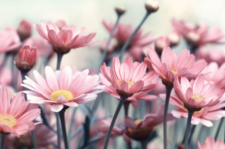 Bild-Nr: 12878235 Margeriten Erstellt von: Atteloi