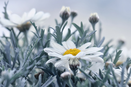 Bild-Nr: 12878988 Margeriten Erstellt von: Atteloi
