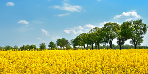 Bild-Nr: 12879395 Rapsfeld Erstellt von: Atteloi