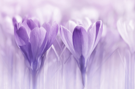 Bild-Nr: 12880427 Krokusse Erstellt von: Atteloi