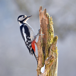 Bild-Nr: 12880887 Frau Buntspecht Erstellt von: GUGIGEI