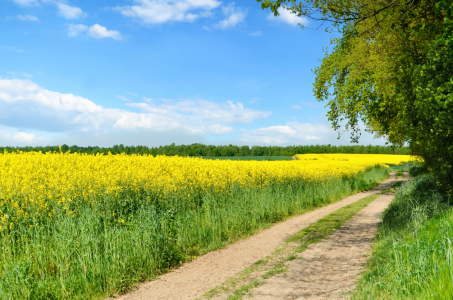 Bild-Nr: 12881245 Rapsfeld Erstellt von: Atteloi