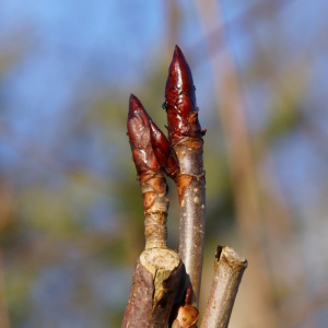 Bild-Nr: 12881402 Kastanie Erstellt von: youhaveadream