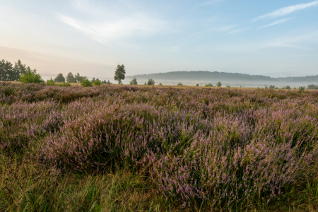 Bild-Nr: 12883083 Blühendes Heidekraut im August Erstellt von: volker heide