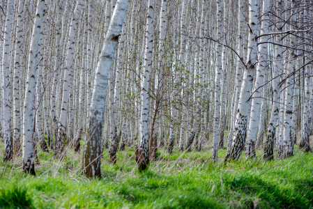 Bild-Nr: 12883331 Birken Erstellt von: Gregor Handy