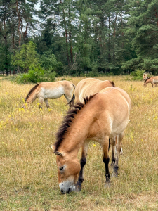 Bild-Nr: 12883643 Przewalski-Pferd Erstellt von: DirkR