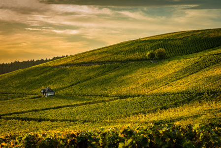 Bild-Nr: 12883972 Goldener Oktober 16 Erstellt von: Erhard Hess