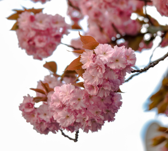 Bild-Nr: 12885484 Frühling Erstellt von: Gregor Handy