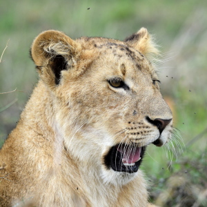 Bild-Nr: 12886224 Lion Erstellt von: GUGIGEI