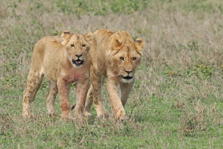 Bild-Nr: 12886479 Geschwister Erstellt von: GUGIGEI