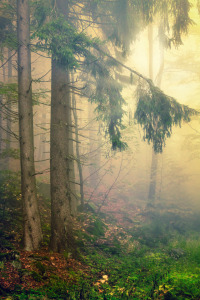 Bild-Nr: 12888703 Nebel am Morgen im Bayerischen Wald Erstellt von: Carsten Meyer