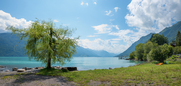 Bild-Nr: 12889885 Weide am Brienzersee Erstellt von: SusaZoom