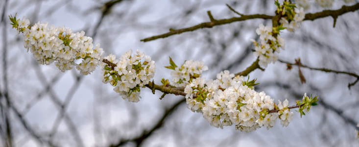 Bild-Nr: 12890070 Frühling Erstellt von: Gregor Handy