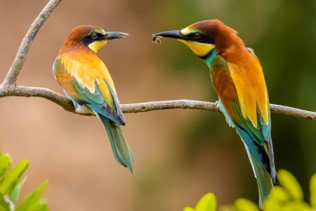 Bild-Nr: 12890351 Bienenfresser - Fütterung Erstellt von: uh-Photography