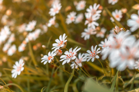 Bild-Nr: 12891049 Sternmiere Erstellt von: Sandra Höfer