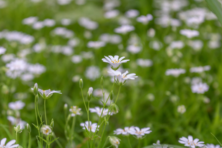 Bild-Nr: 12891053 Sternmiere Erstellt von: Sandra Höfer