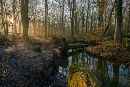 Bild-Nr: 12891231 Frühjahr am kleinen Bach in einem Buchenwald Erstellt von: volker heide