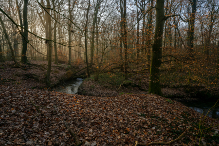 Bild-Nr: 12891232 Frühling am kleinen Bach in einem Buchenwald Erstellt von: volker heide