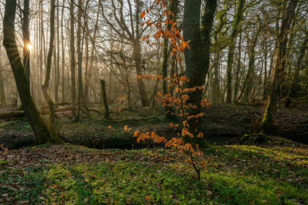 Bild-Nr: 12891234 Das letzte herbstliche Zeugnis Erstellt von: volker heide