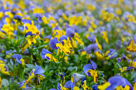 Bild-Nr: 12891251 Stiefmütterchen - Viola wittrockiana Erstellt von: Sandra Höfer