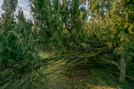 Bild-Nr: 12891289 Dickicht in der Wacholderheide Erstellt von: volker heide