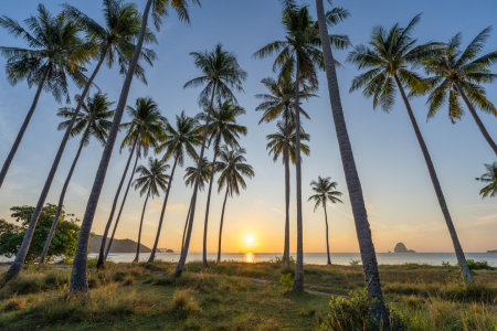 Bild-Nr: 12891382 Palmenstrand auf Koh Yao Yai Erstellt von: eyetronic