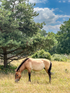 Bild-Nr: 12891415 Przewalski-Pferd Erstellt von: DirkR