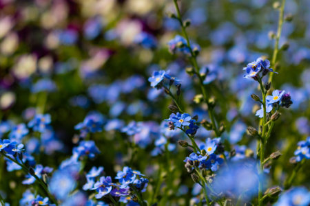 Bild-Nr: 12892522 Vergissmeinnicht - Myosotis Erstellt von: Sandra Höfer
